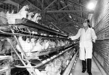 防疫人员正在养殖场为鸡舍消毒