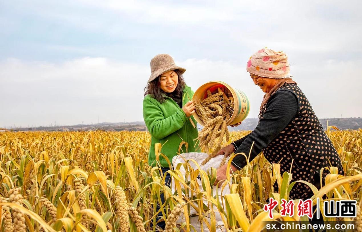 一年一度谷穗黄:山西柳林农民秋收忙