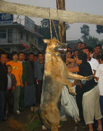 惨不忍睹 离石城区两狼狗咬死九岁男孩/图