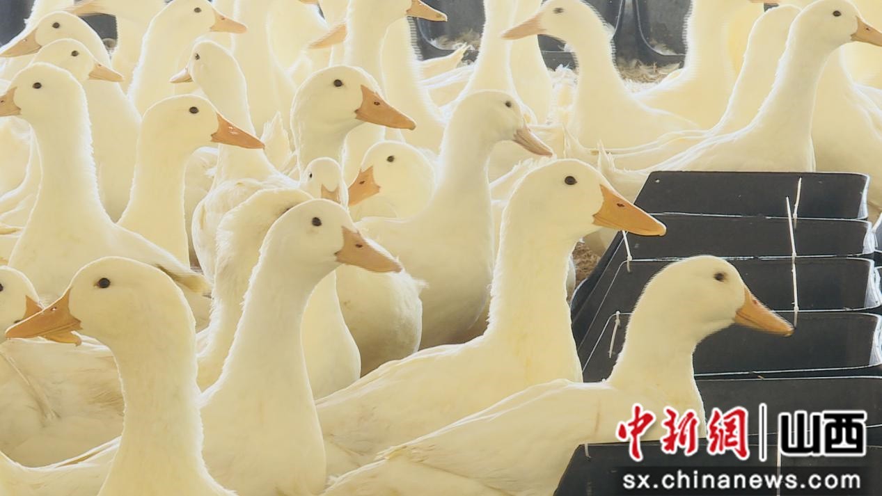 借力鸭肉市场 山西黎城"百万旱鸭"项目加速乡村振兴